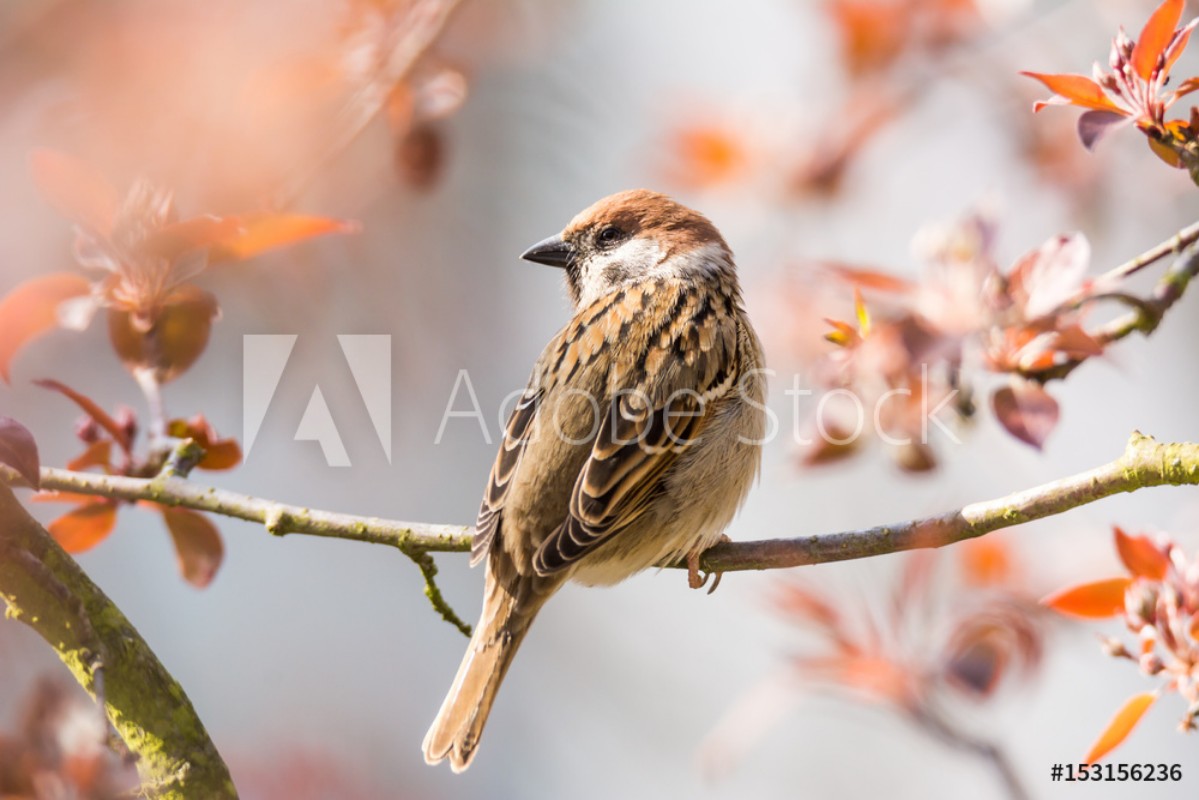 Bild på Eurasian Tree Sparrow sitting on a twig